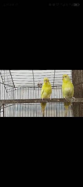 astrilaian parrot crust yellow red eye breeder pir 2