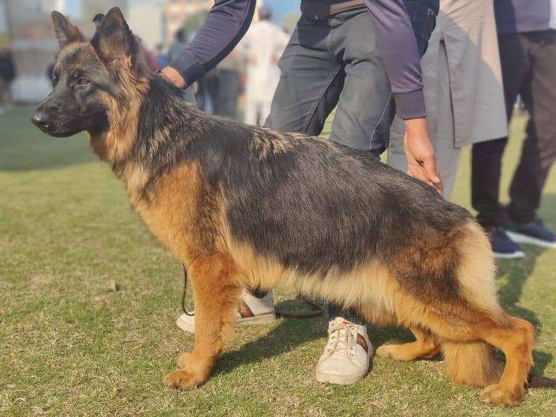 german shephered female 1