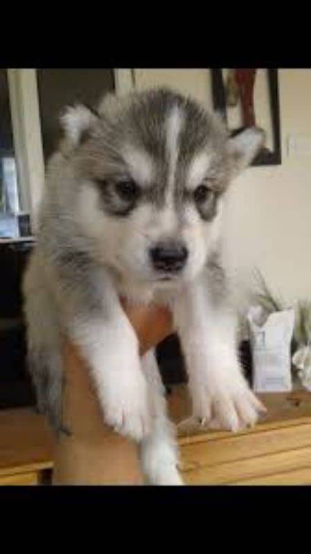 Siberian husky puppies / Woolly Coat / Blue eyes puppy 0