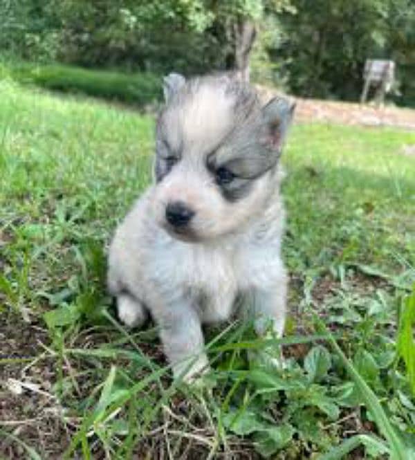 Siberian husky puppies / Woolly Coat / Blue eyes puppy 1