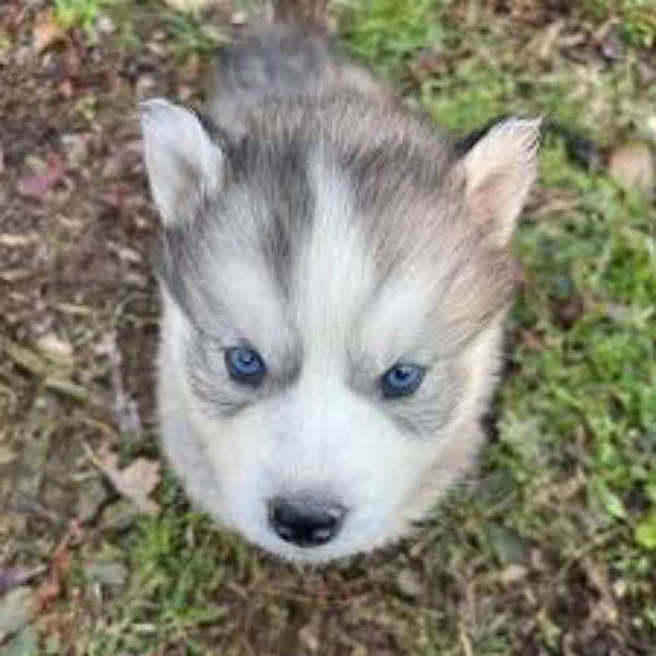 Siberian husky puppies / Woolly Coat / Blue eyes puppy 2