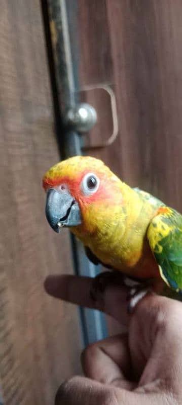 Sun conure birds / Conure Parrots / sun conure chicks for sale 2