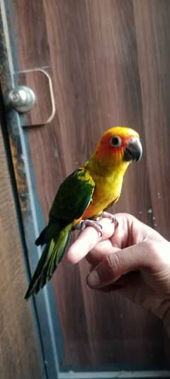 Sun conure birds / Conure Parrots / sun conure chicks for sale