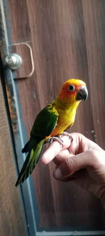 Sun conure birds / Conure Parrots / sun conure chicks for sale 3