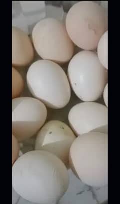 Heera Aseel Eggs