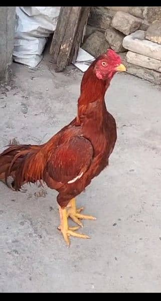 quality peela zahreela aseel