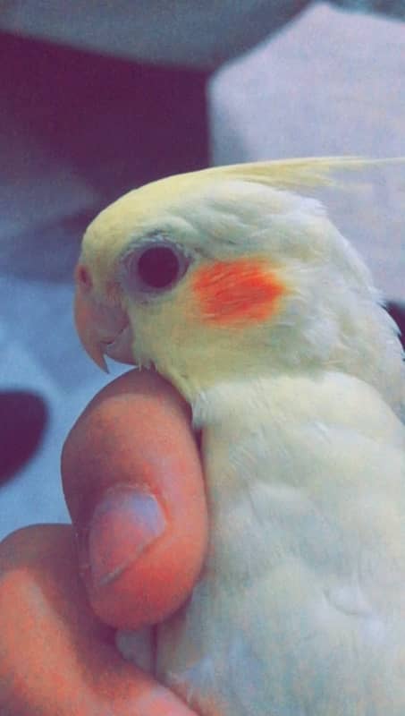 REQUIRED male cockatiel or cocktail at sargodha 0