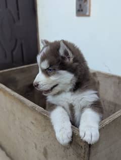 Siberian husky puppies