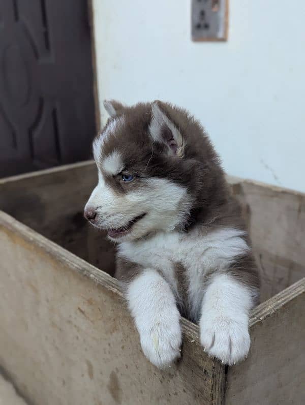 Siberian husky puppies 0