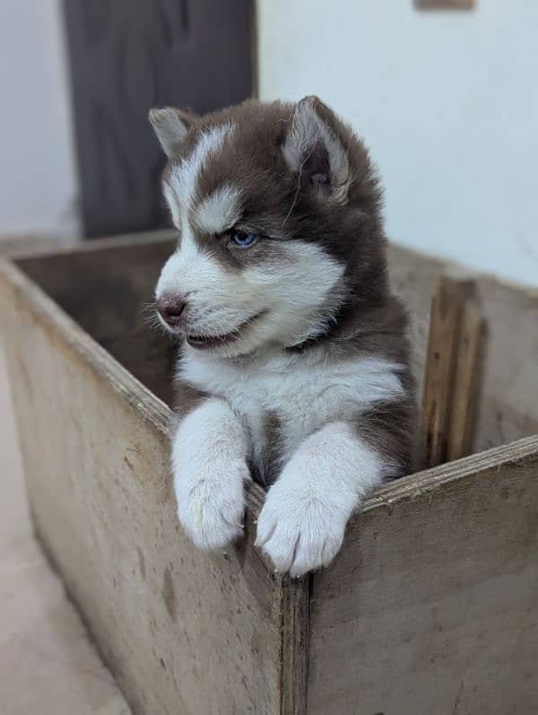 Siberian husky puppies 1