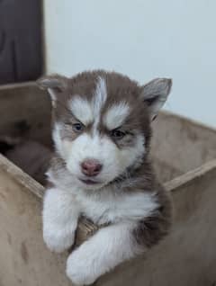 Siberian husky puppies