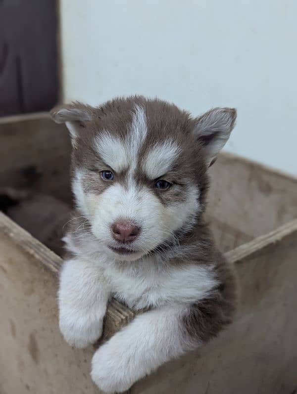 Siberian husky puppies 2