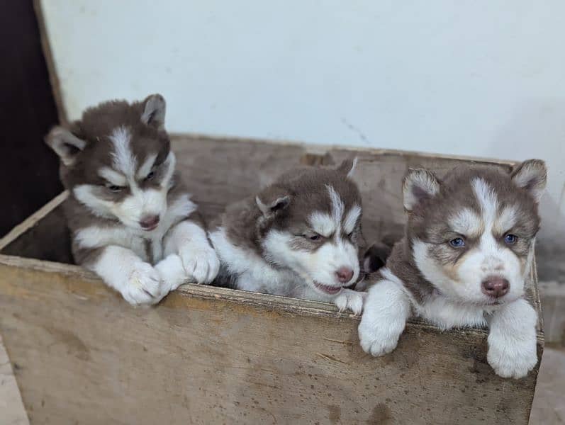 Siberian husky puppies 3