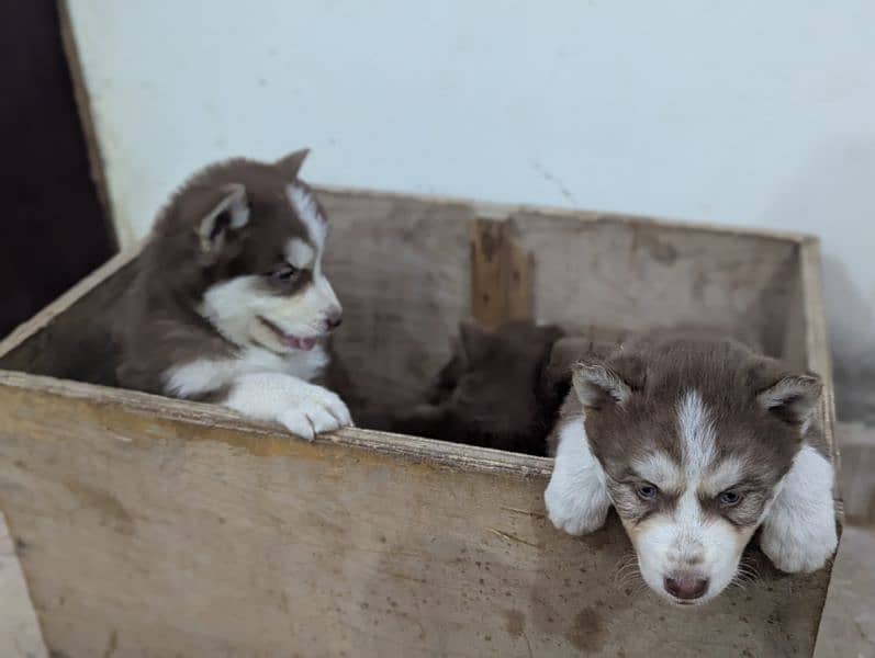 Siberian husky puppies 4