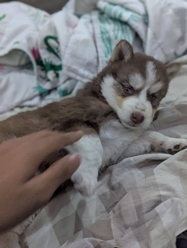 Siberian husky puppies 5