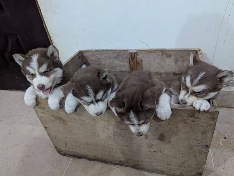 Siberian husky puppies 6