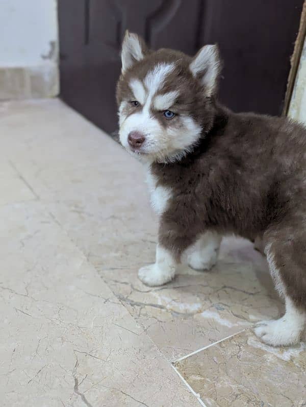 Siberian husky puppies 7