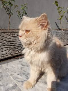 Male persian cat