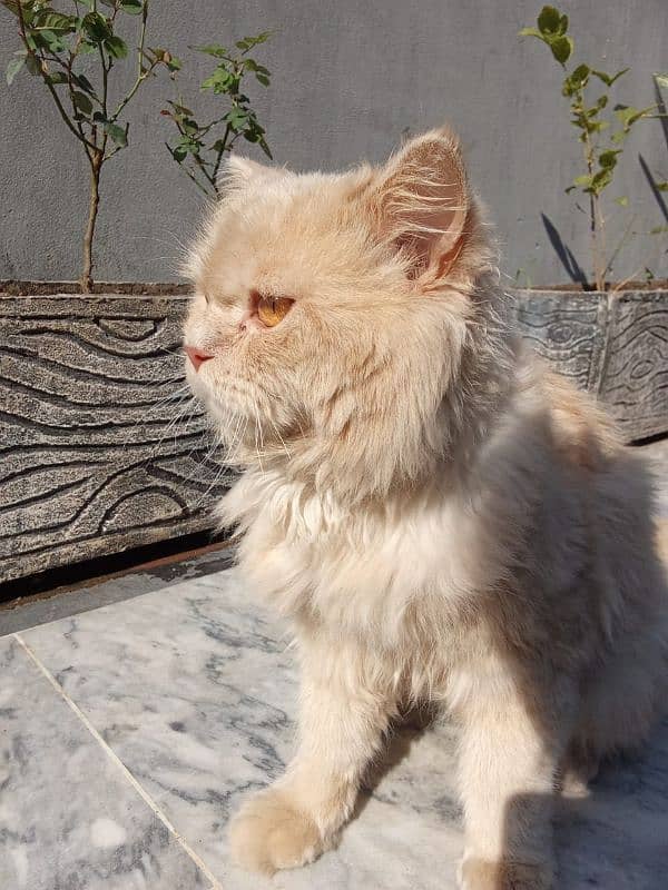 Male persian cat 0