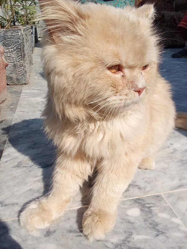 Male persian cat 1