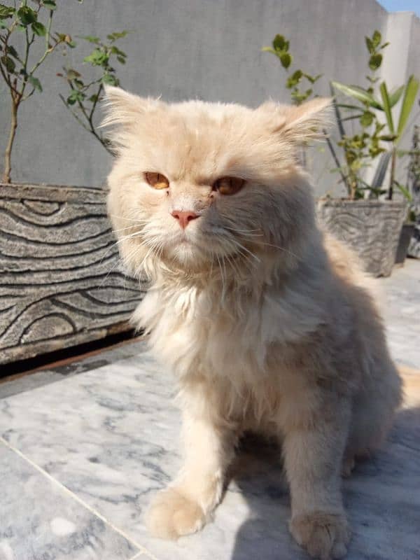 Male persian cat 2