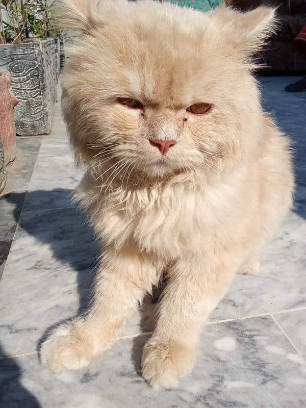 Male persian cat 3