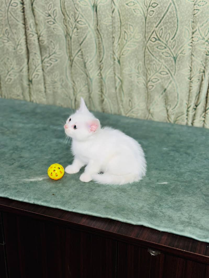 Persian cat 4 month 0