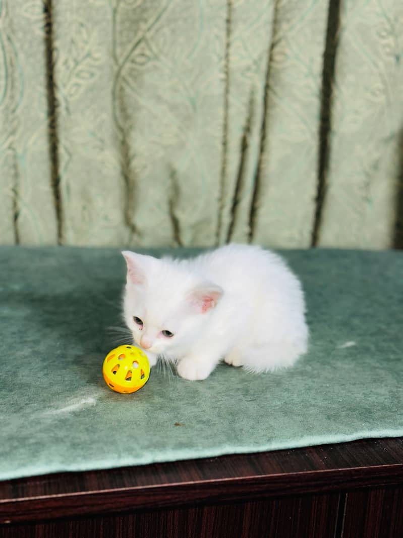 Persian cat 4 month 2