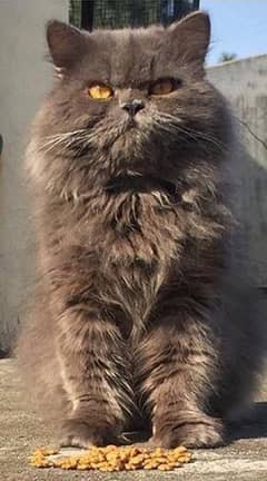 Triple coated persian cat