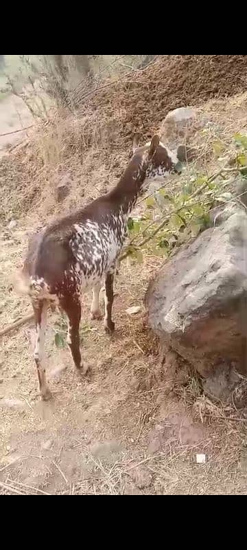 urgent goat sell 2