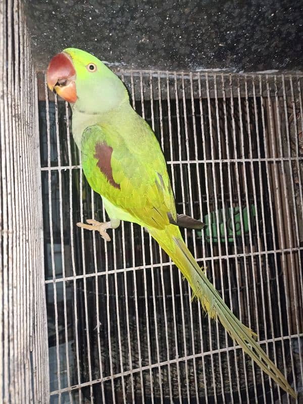 raw parrot 0