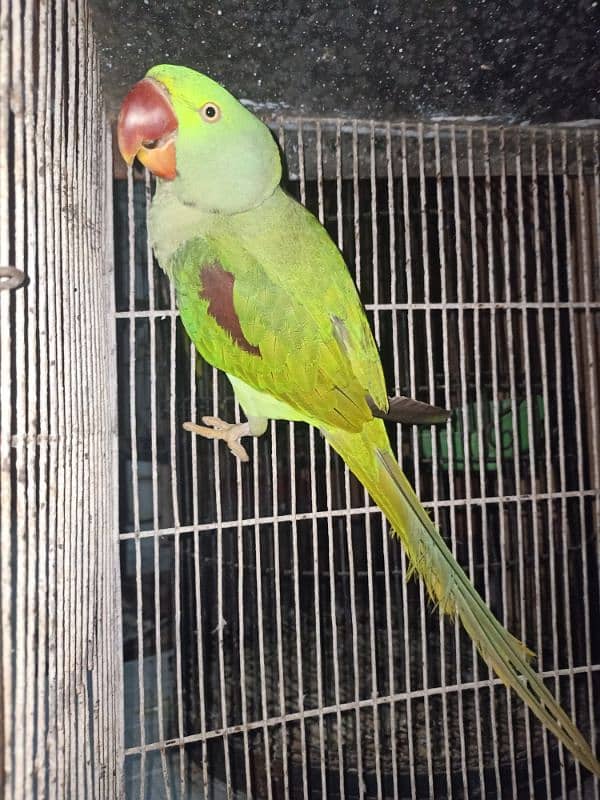 raw parrot 1