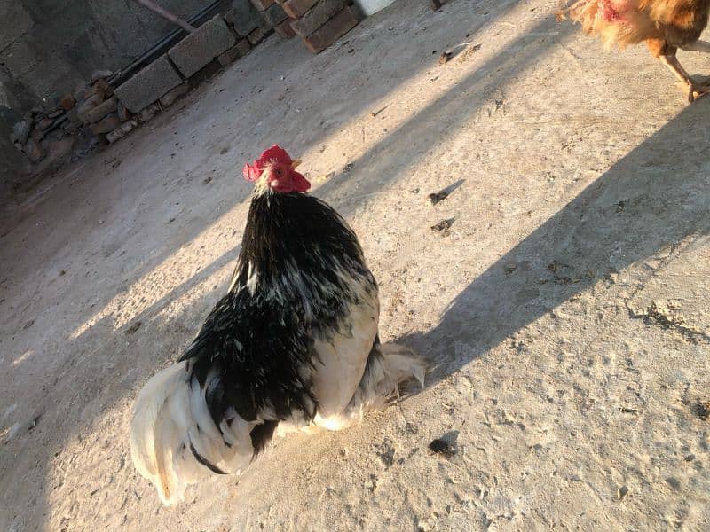 Bantam Breeder Male 0