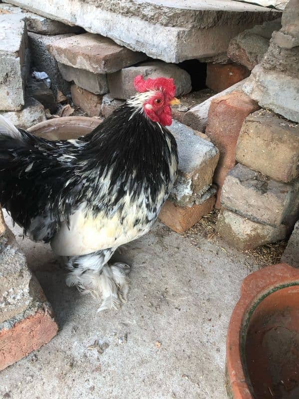 Bantam Breeder Male 2