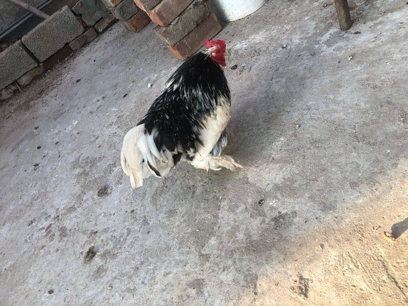 Bantam Breeder Male 3