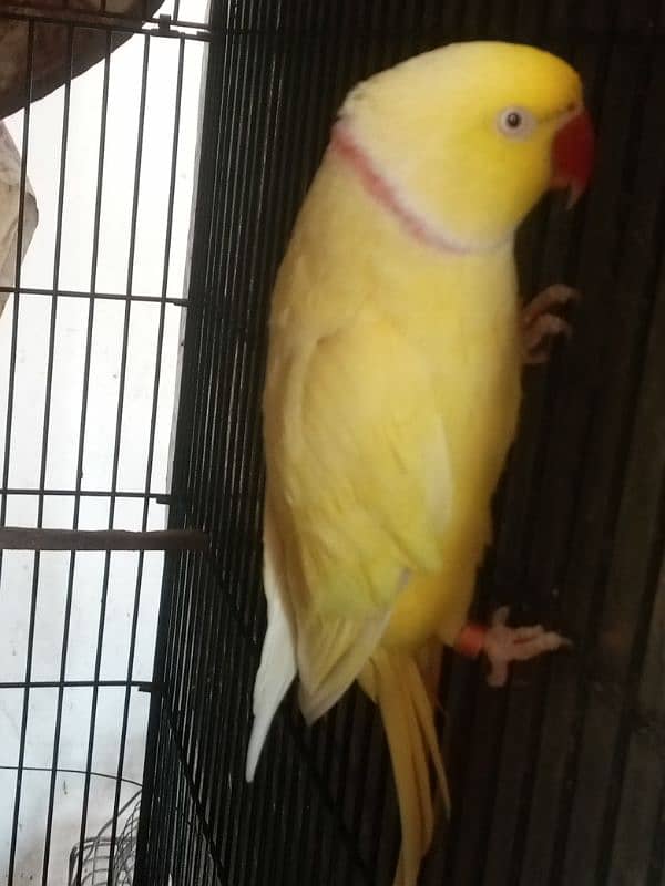 yellow ringneck 1