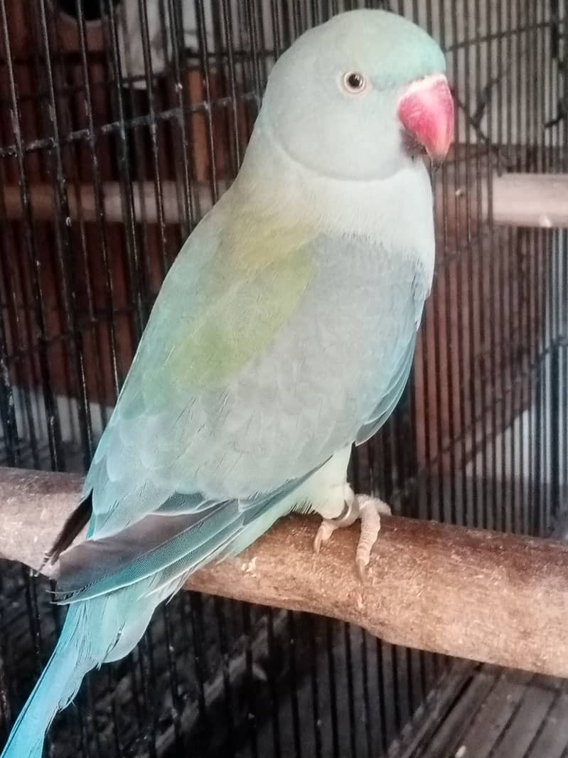 yellow ringneck 3