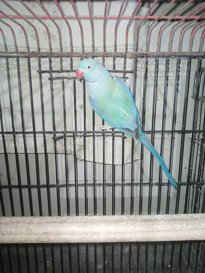 yellow ringneck 4