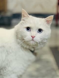 Persian cat for adoption