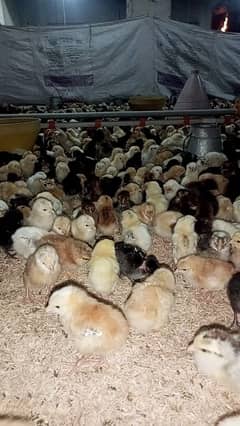 golden misri chicks(5-10 days)