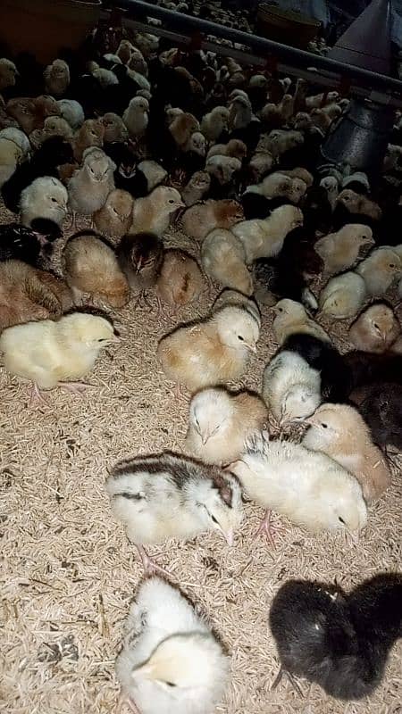 golden misri chicks(5-10 days) 1