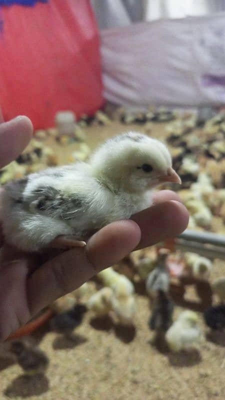 golden misri chicks(5-10 days) 2