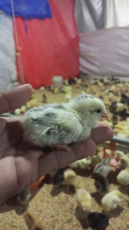 golden misri chicks(5-10 days) 3