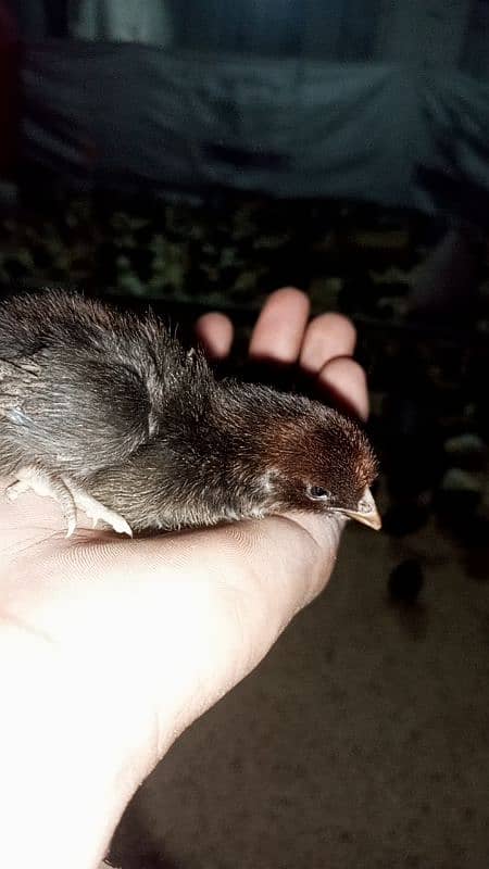 golden misri chicks(5-10 days) 4