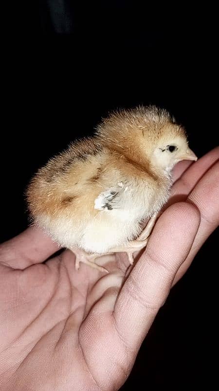 golden misri chicks(5-10 days) 5