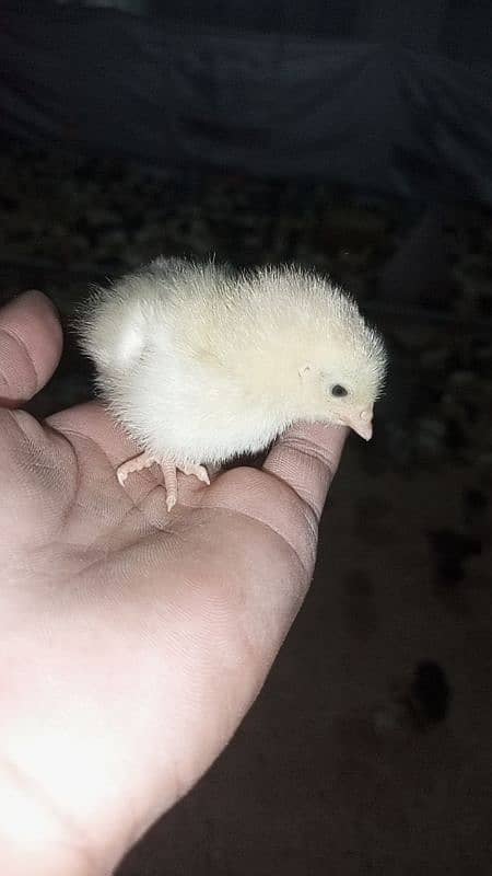 golden misri chicks(5-10 days) 6