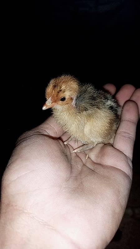 golden misri chicks(5-10 days) 8