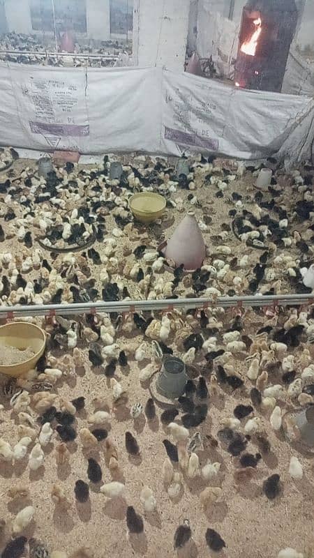 golden misri chicks(5-10 days) 9