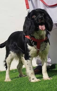 Coker spaniel female age 11 month for sale full train