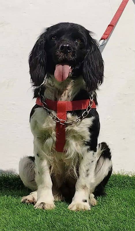 Coker spaniel female age 11 month for sale full train 1